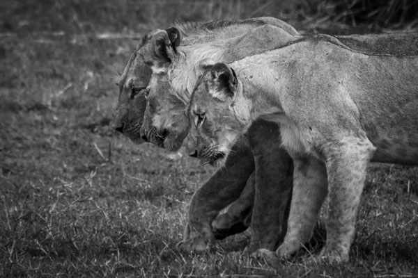 Photograph Joao Martins Pereira Happy Family on One Eyeland